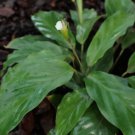 25 Seeds Micans Calathea Seeds For Garden Planting Easy to Grow