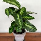 25 Seeds Misto Calathea Seeds For Garden Planting Easy to Grow