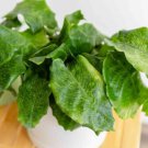 25 Seeds Network Calathea Seeds For Garden Planting Easy to Grow