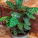 25 Seeds Peacock Calathea Seeds For Garden Planting Easy to Grow
