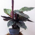 25 Seeds Pinstripe Calathea Seeds For Garden Planting Easy to Grow