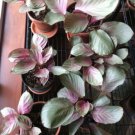 25 Seeds Pink Aurora Calathea Seeds For Garden Planting Easy to Grow
