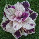25 Seeds Purple Beauty Calathea Seeds For Garden Planting Easy to Grow
