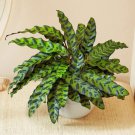 25 Seeds Rattlesnake Calathea Seeds For Garden Planting Easy to Grow