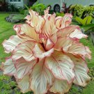 25 Seeds Red Ash Calathea Seeds For Garden Planting Easy to Grow