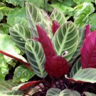 25 Seeds Red Zebrina Calathea Seeds For Garden Planting Easy to Grow