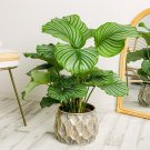 25 Seeds Roundleaved Calathea Seeds For Garden Planting Easy to Grow
