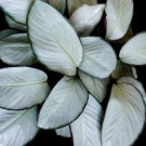 25 Seeds Silver Plate Calathea Seeds For Garden Planting Easy to Grow