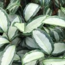 25 Seeds Silver Calathea Seeds For Garden Planting Easy to Grow