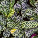 25 Seeds Stromanthifolia Calathea Seeds For Garden Planting Easy to Grow
