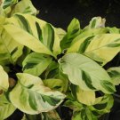 25 Seeds Thabeauty Calathea Seeds For Garden Planting Easy to Grow