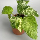 25 Seeds Variegata Calathea Seeds For Garden Planting Easy to Grow