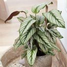 25 Seeds White Star Calathea Seeds For Garden Planting Easy to Grow