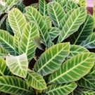 25 Seeds Zebra Calathea Seeds For Garden Planting Easy to Grow