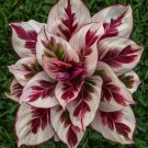 25 Seeds Burning Crimson Calathea Seeds For Garden Planting Easy to Grow