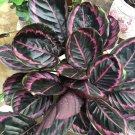 25 Seeds Seeds Edgy Pink Calathea Couture Flower Indoor Or Outdoor Beautiful Easy to Grow