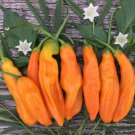 25 Seeds Ajamarillo Pepper Seeds For Spicy Garden Planting Easy to Grow