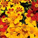 25 Seeds Fantasia Mix Marigold Seeds For Garden Planting Easy to Grow