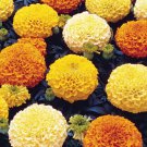 25 Seeds Pauda Mix Marigold Seeds For Garden Planting Easy to Grow