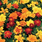 25 Seeds Safarmix Marigold Seeds For Garden Planting Easy to Grow