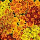 25 Seeds Starfire Mix Marigold Seeds For Garden Planting Easy to Grow