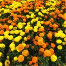 25 Seeds African Sugar & Spice Mix Marigold Seeds For Garden Easy to Grow