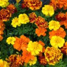 25 Seeds Durango Mix Marigold Seeds For Garden Planting Easy to Grow