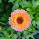 25 Seeds Pink Surprise Marigold Seeds For Garden Planting Easy to Grow