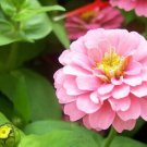 25 Seeds Light Pink Marigold Seeds For Garden Planting Easy to Grow