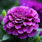 25 Seeds Purple India Marigold Seeds For Garden Planting Easy to Grow