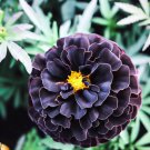 25 Seeds Hybrid Black Marigold Seeds For Garden Planting Easy to Grow