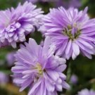 25 Seeds Purple Corn Marigold Seeds For Garden Planting Easy to Grow