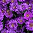 25 Seeds Purple Gem Marigold Seeds For Garden Planting Easy to Grow