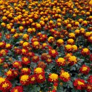 25 Seeds Janie Spry Marigold Seeds For Garden Planting Easy to Grow
