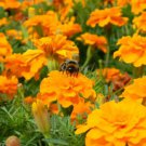 25 Seeds Cresta Orange Marigold Seeds For Garden Planting Easy to Grow
