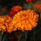 25 Seeds Southern Cone Marigold Seeds For Garden Planting Easy to Grow