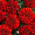 25 Seeds French Fireball Marigold Seeds For Garden Planting Easy to Grow
