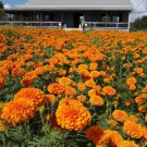 25 Seeds Jedafrican Marigold Seeds For Garden Planting Easy to Grow