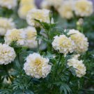 25 Seeds Sweet Cream Marigold Seeds For Garden Planting Easy to Grow