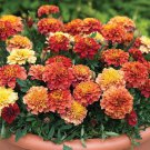 25 Seeds Strawberry Blonde Marigold Seeds For Garden Planting Easy to Grow