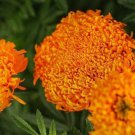 25 Seeds Spun Orange Marigold Seeds For Garden Planting Easy to Grow