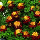 25 Seeds Red Metamorph Marigold Seeds For Garden Planting Easy to Grow