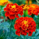 25 Seeds Red Cherry Marigold Seeds For Garden Planting Easy to Grow