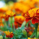 25 Seeds Queen Sophia Marigold Seeds For Garden Planting Easy to Grow