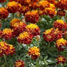 25 Seeds Orange Flame Marigold Seeds For Garden Planting Easy to Grow