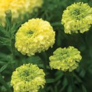 25 Seeds Nosento Limegreen Marigold Seeds For Garden Planting Easy to Grow