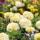 25 Seeds Moonlight Marigold Seeds For Garden Planting Easy to Grow