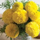 25 Seeds Mary Helen Marigold Seeds For Garden Planting Easy to Grow
