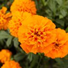 25 Seeds Mandarin Marigold Seeds For Garden Planting Easy to Grow