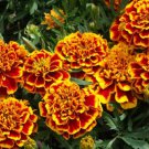 25 Seeds Coloss Red Gold Marigold Seeds For Garden Planting Easy to Grow